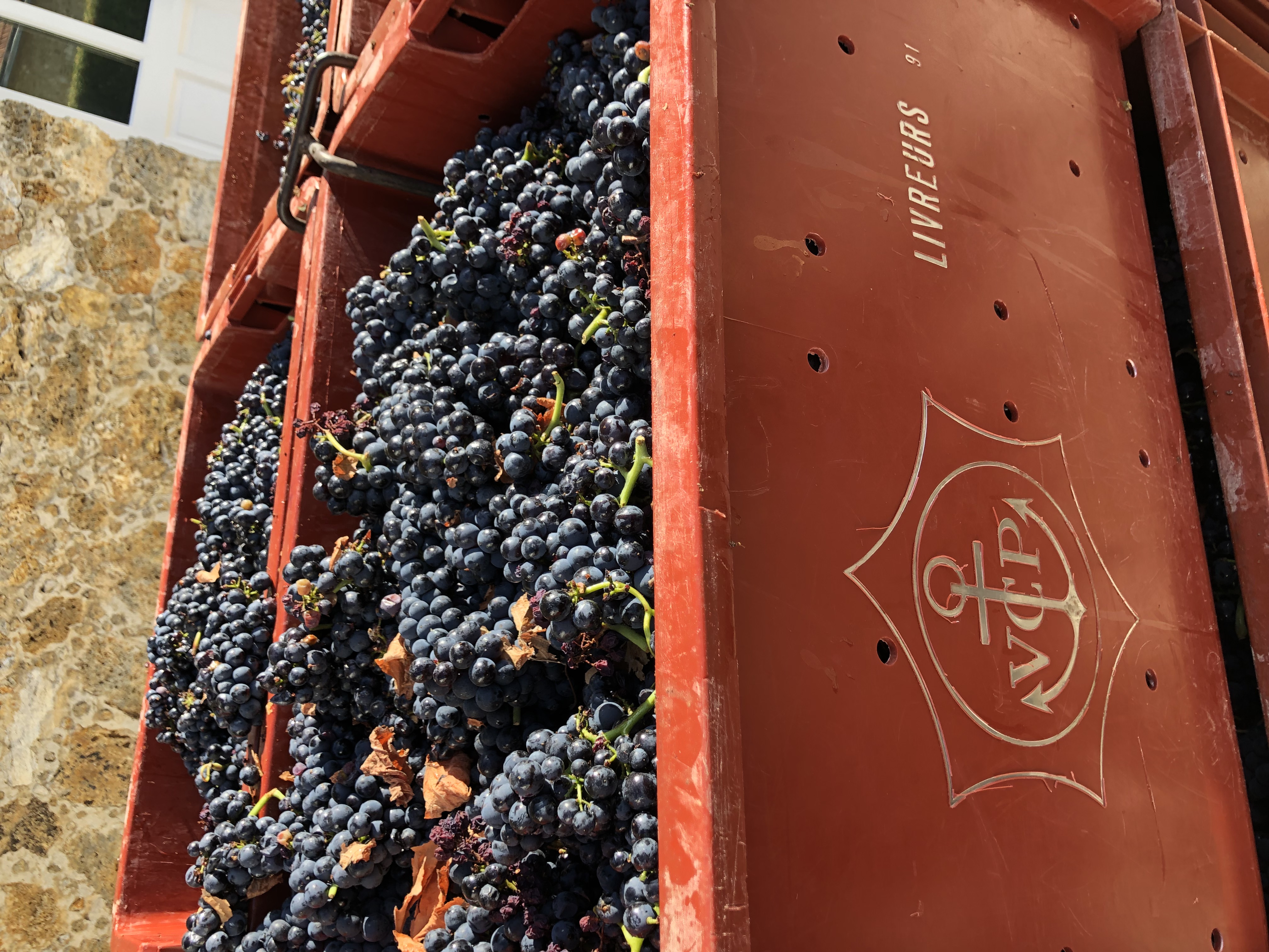 Crates of grapes just picked off the vines during harvest season at Veuve Clicquot’s vineyards