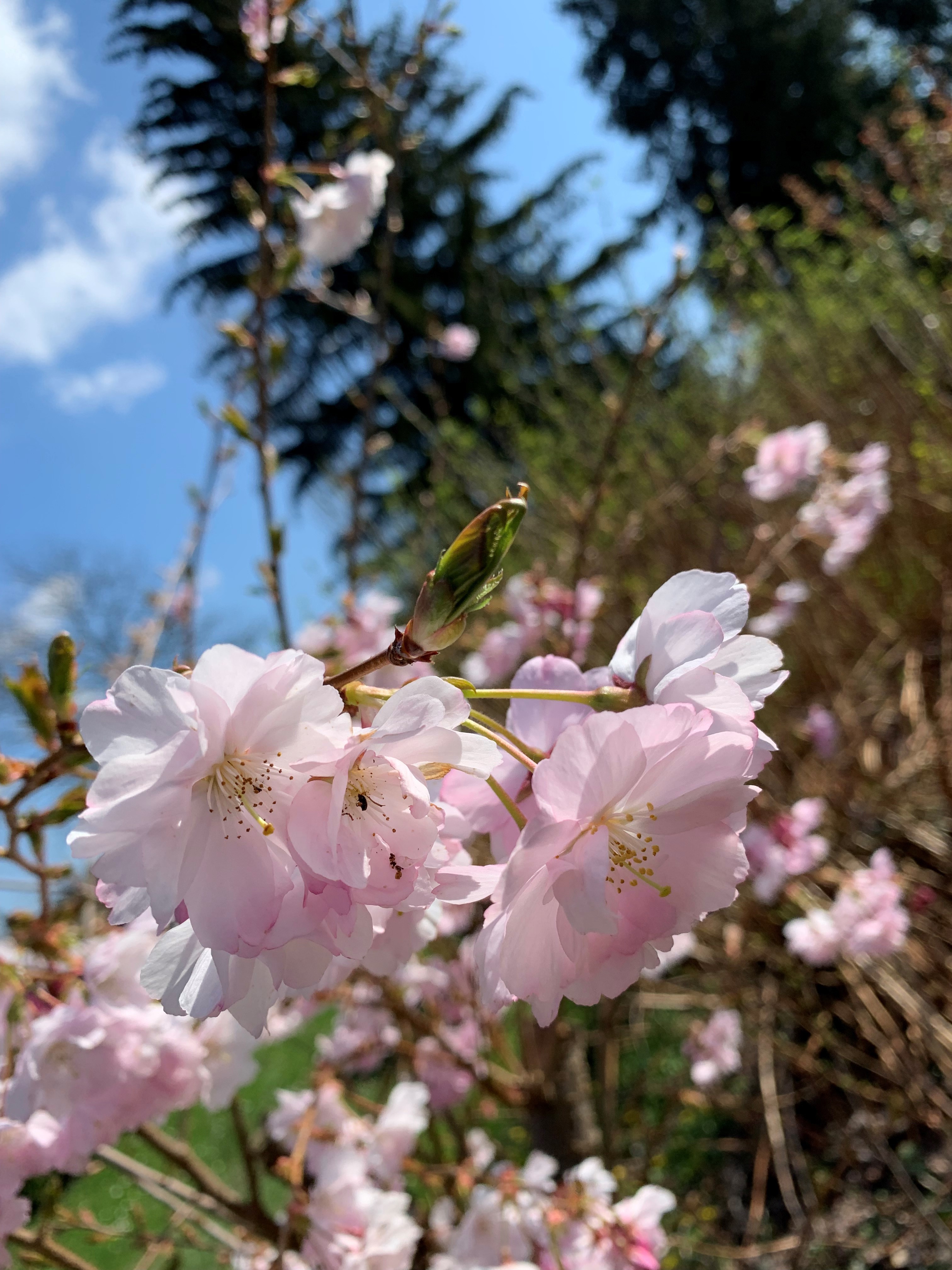 Close-up of a single-flowered pastel pink cherry blossom, with almost all flowers in bloom, and a couple of green buds