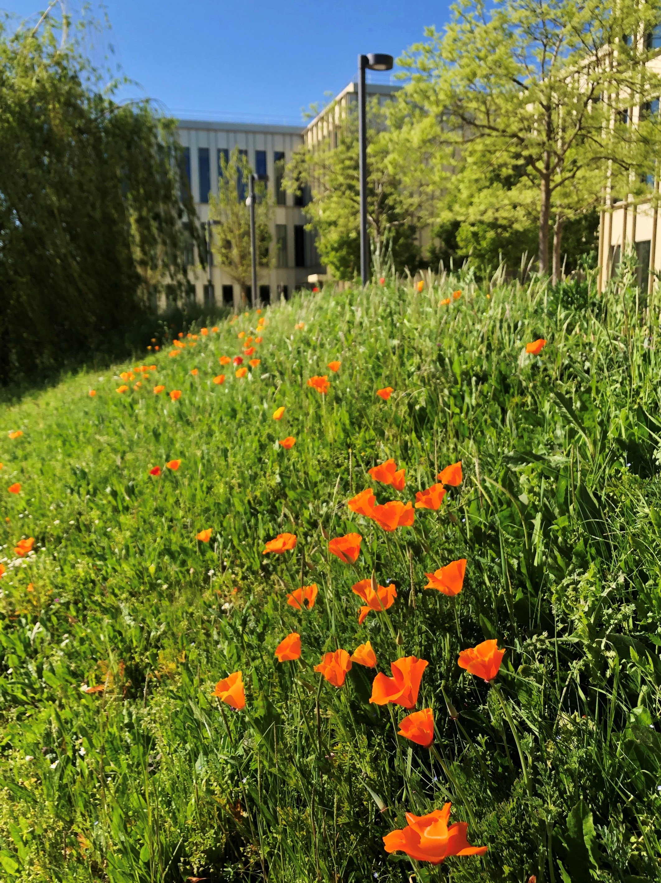 Bright orange daisies in the grass, with the HEC MBA building and trees in the background