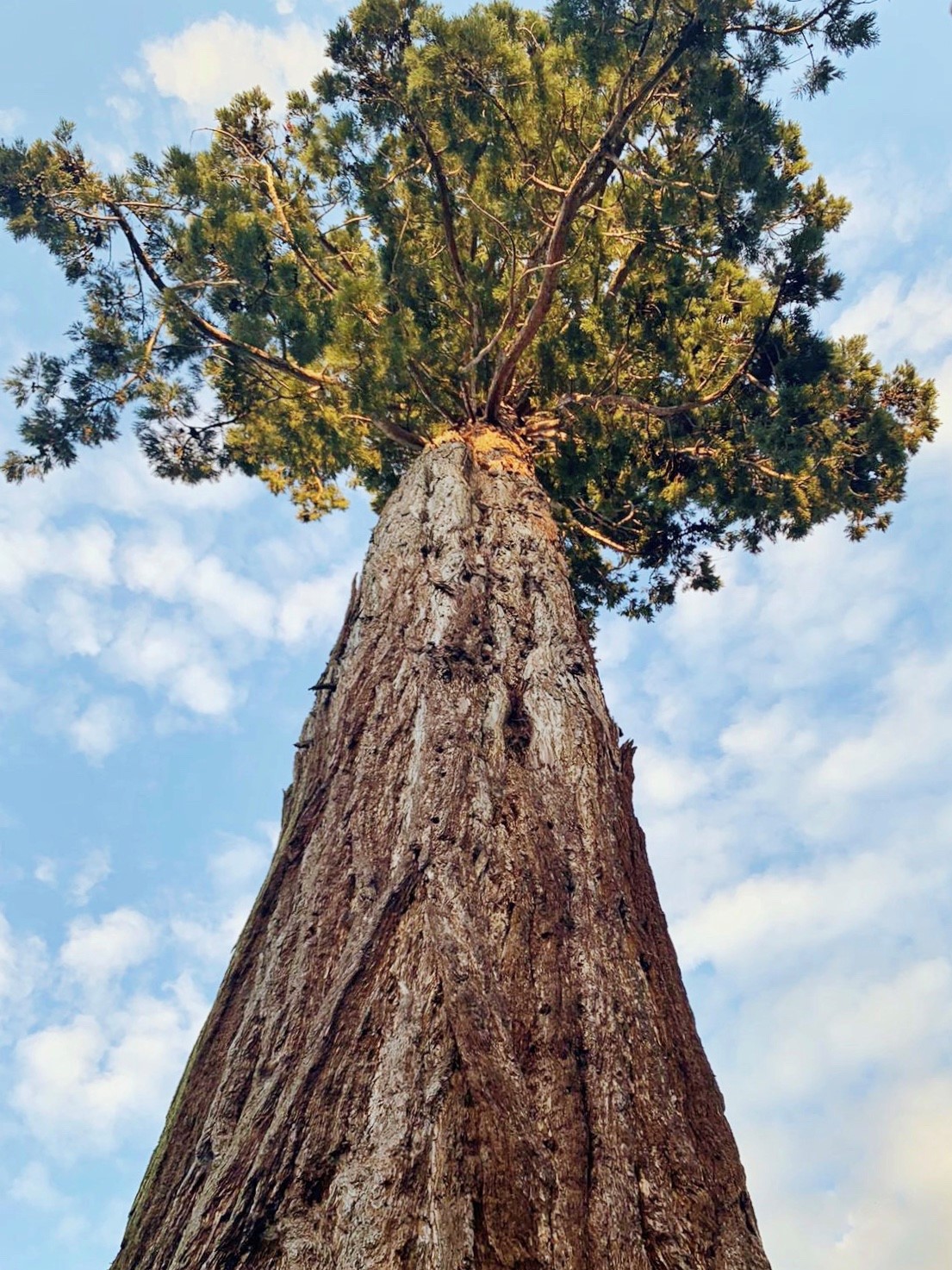 A picture looking up at the enormous Giant Sequoia on campus