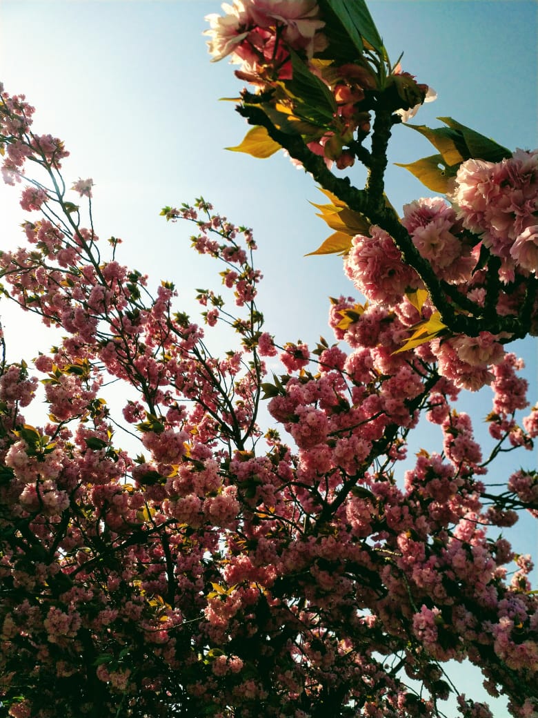 Close-up of a pastel pink cherry blossom tree with the blue sky in the background