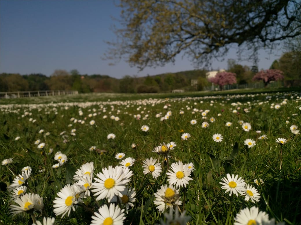 Daisies on a field by the lake-side playing pitch at HEC Paris