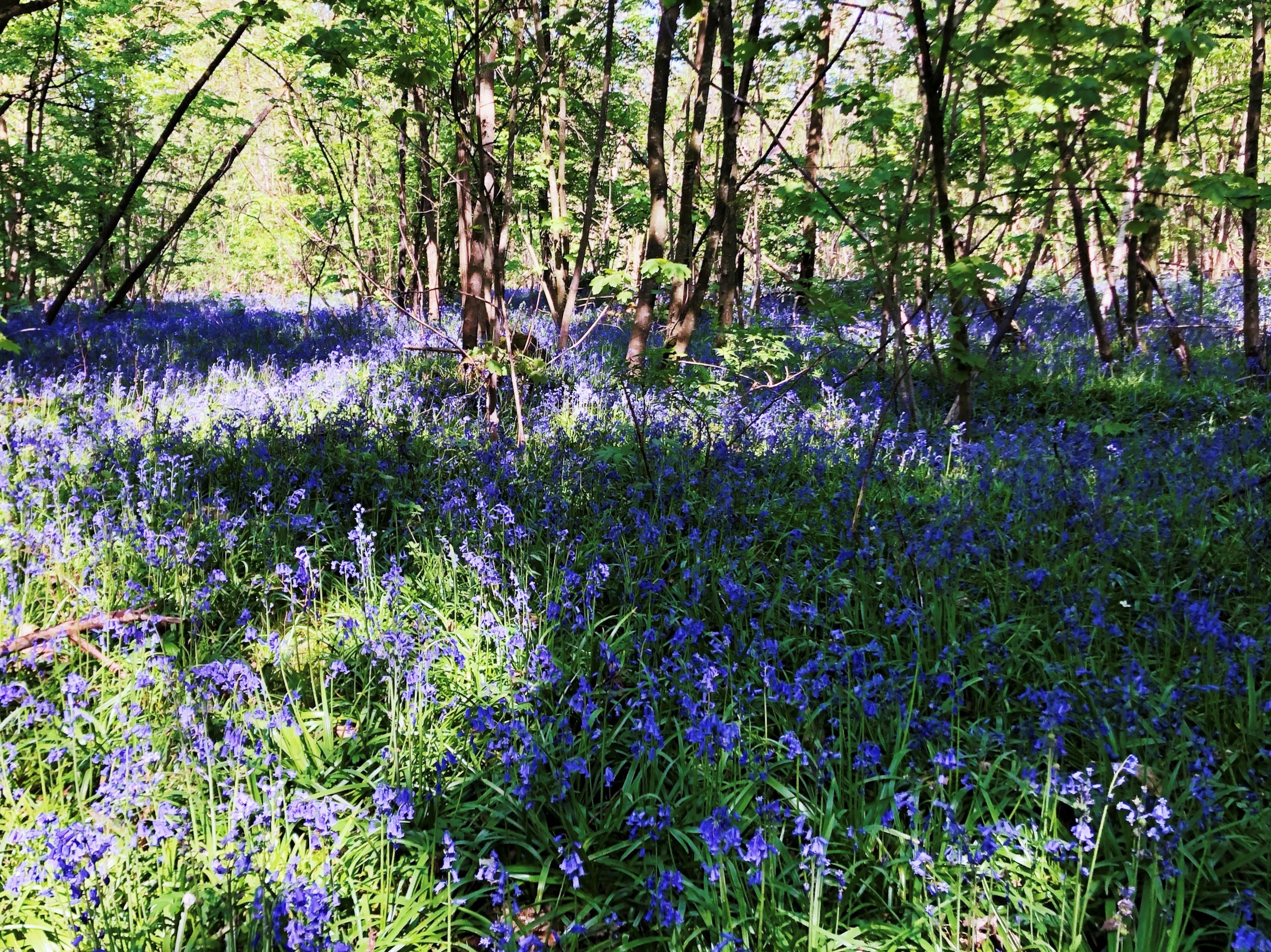 A meadow of bluebells, partly shaded by a forrest of small trees behind