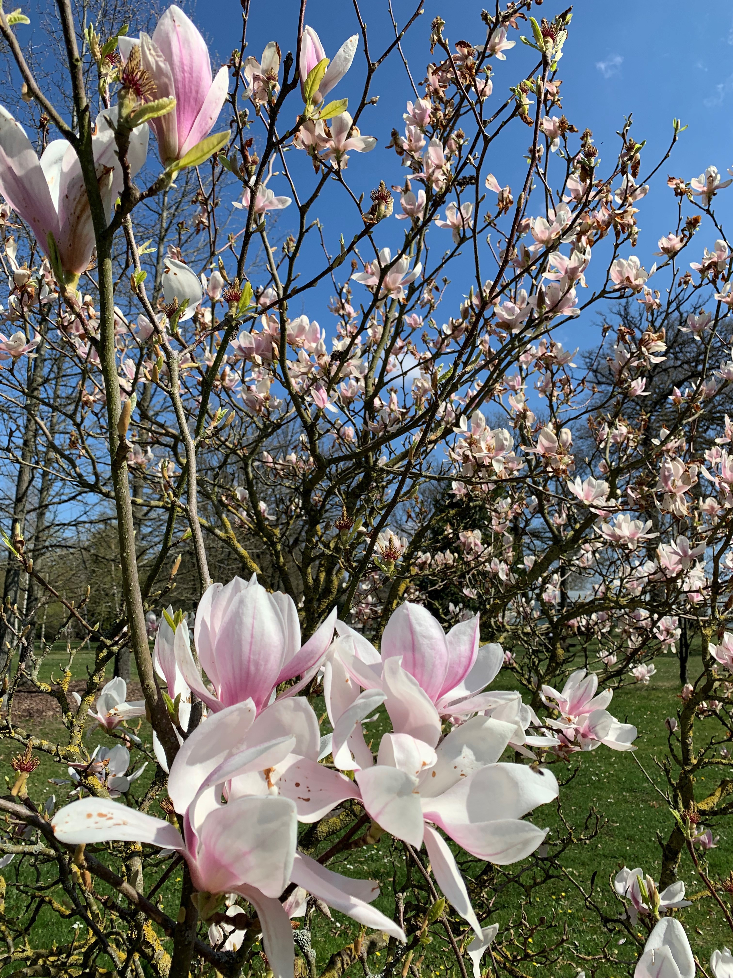 A small magnolia tree with white and pink flowers, most of which are only just starting to bloom, others in full bloom.