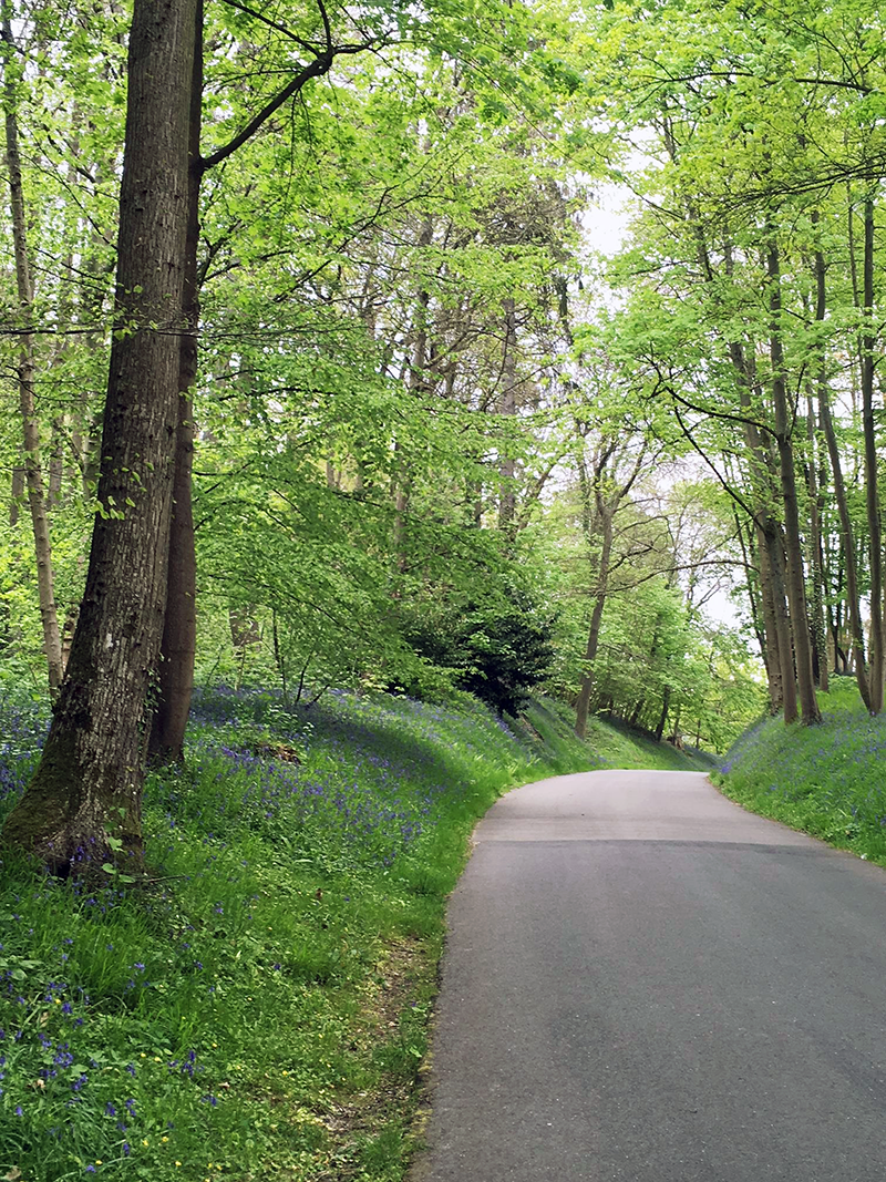 A narrow winding path surrounded by verdant tall trees, grass and bluebells.